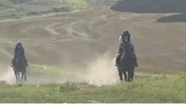 Racehorses