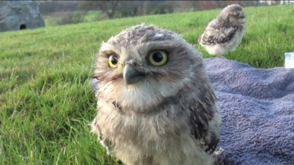 Baby owl