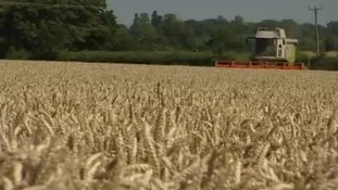 Combine harvester in a field