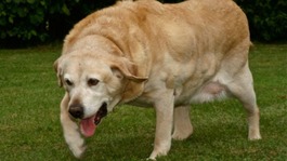 Alfie the labrador