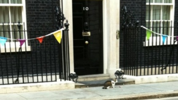 Larry the Downing Street cat is still Chief Mouser to the Cabinet Office