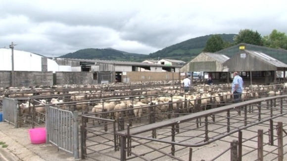 livestock market wales