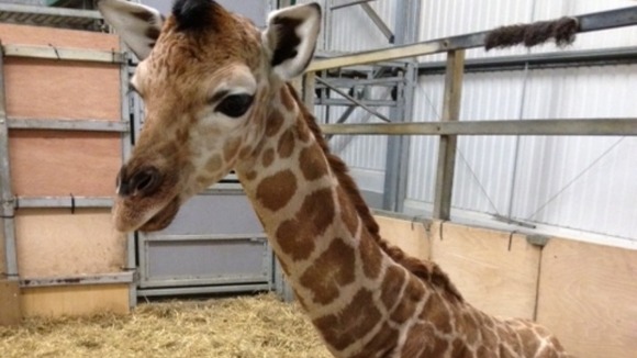 Valentino the Giraffe
