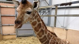 Valentino the Giraffe