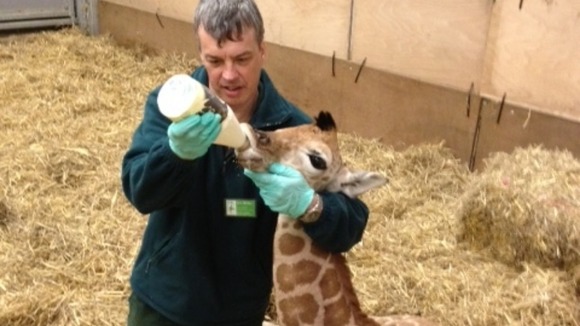 Valentino the Giraffe