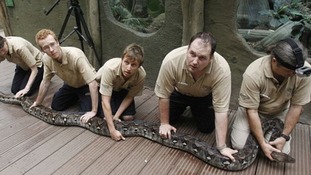 Zookeepers holding Bali the python