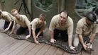 Zookeepers holding Bali the python