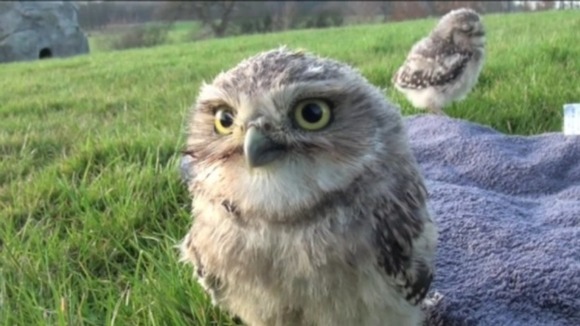Two burrowing owlets