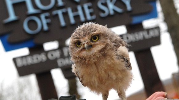 Owlet in front of Hunters of the Sky sign