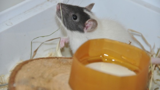 Rat