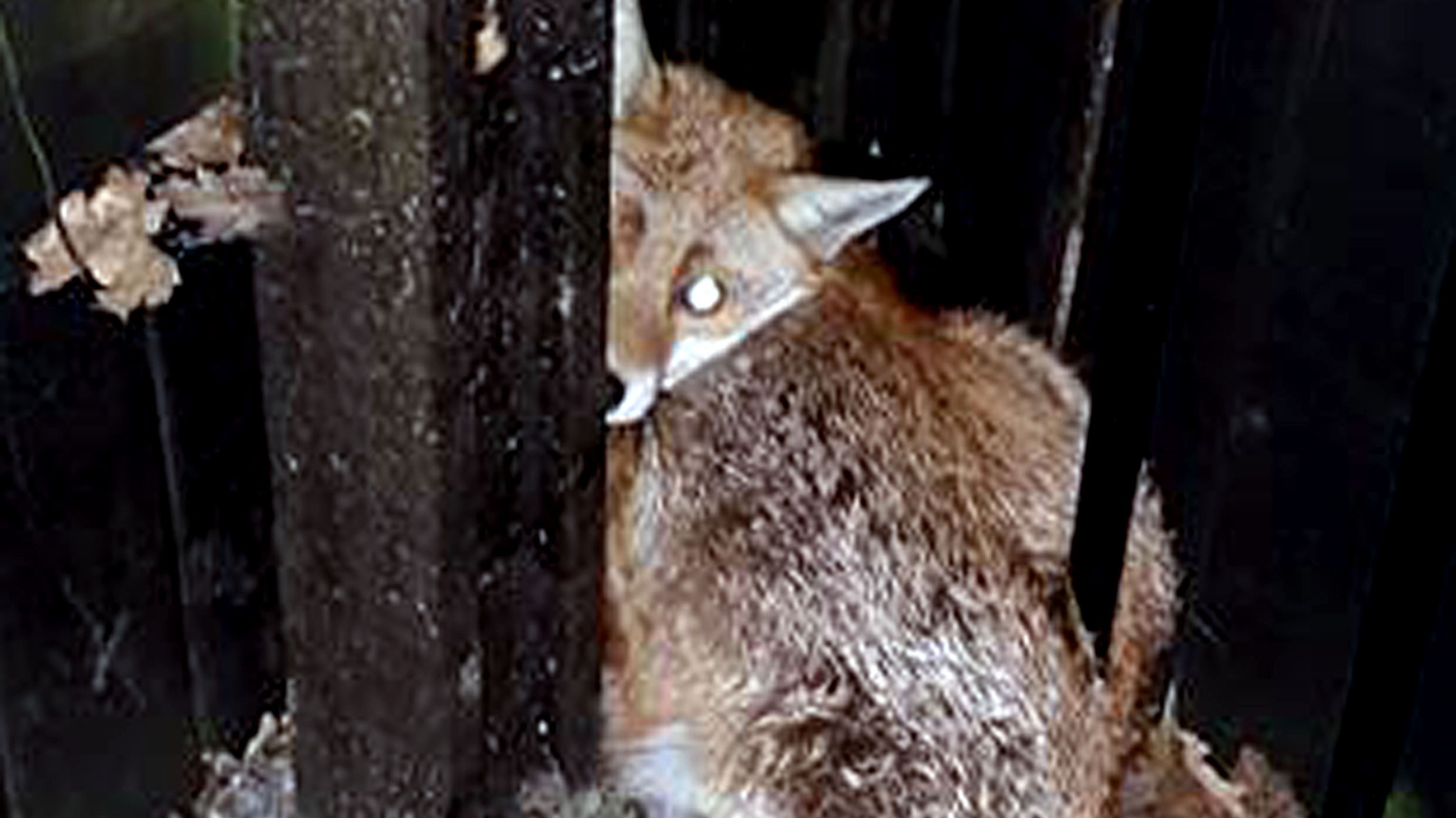 will a fox attack a would fox attack will a fox attack a would fox attack