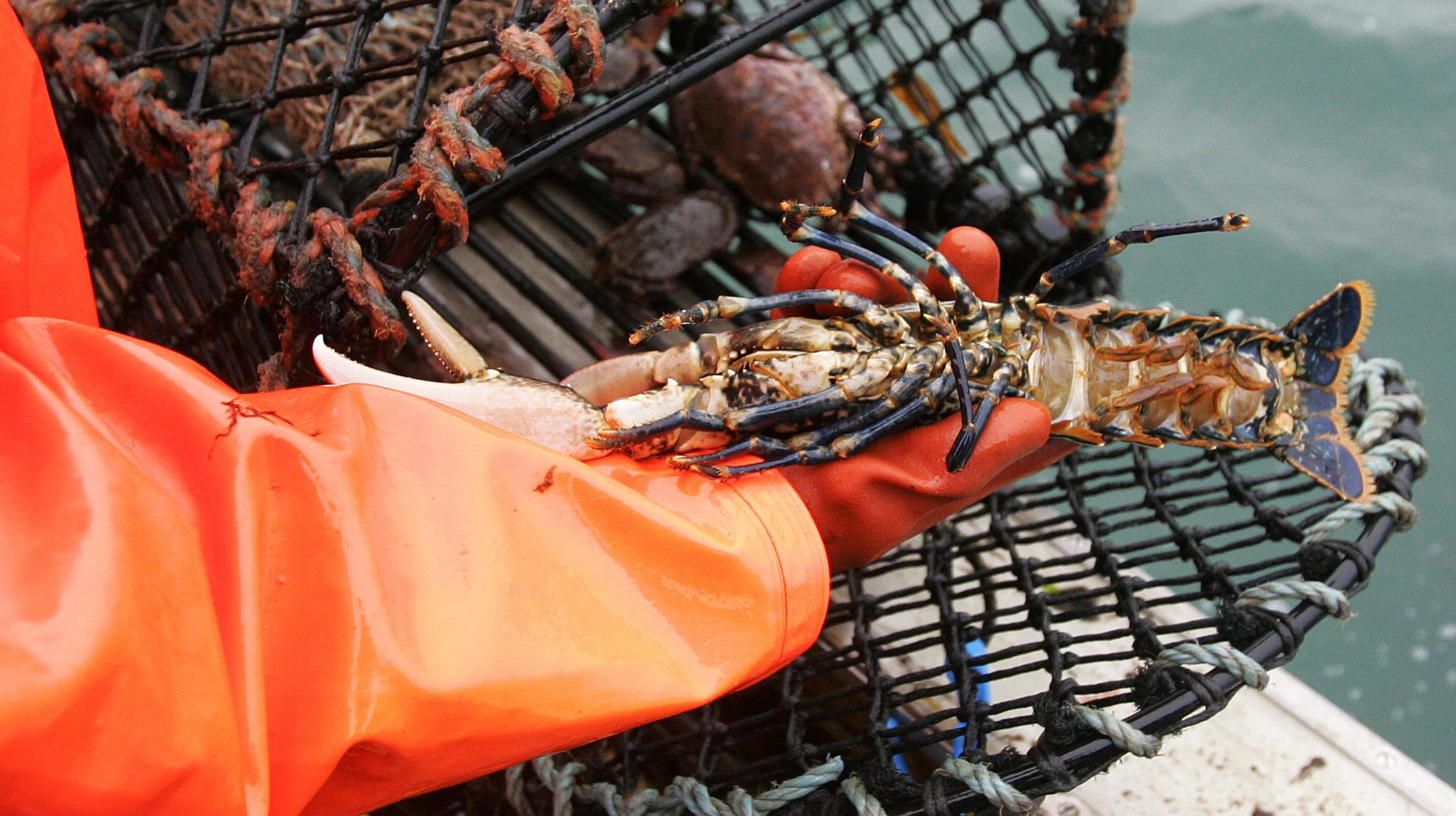 Minimum size set for lobster and crab catches off Wales Wales ITV News