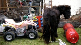 Diddy the pony
