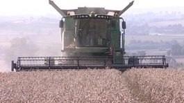 A combine harvester at work in Stratford