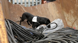 Jazz searches a skip for stolen metal.