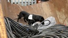 Jazz searches a skip for stolen metal.