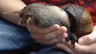 Snail