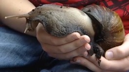 Snail