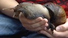 Snail