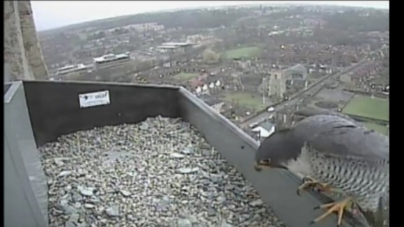 Peregrine falcon