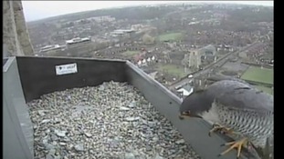 Peregrine falcon