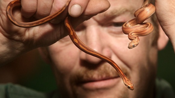 Staff member Kevin Thom with two newly born Corn snakes at Butterfly and Insect World, 