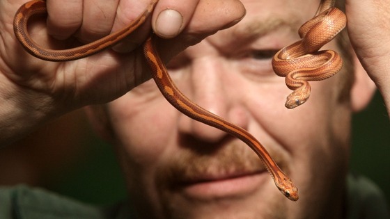 Staff member Kevin Thom with two newly born Corn snakes at Butterfly and Insect World, 