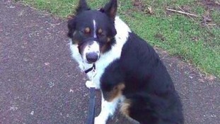 Dog Grooming Jobs West Midlands Dog Grooming Jobs West Midlands