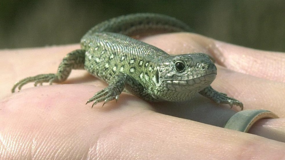 Endangered sand lizards return Meridian ITV News