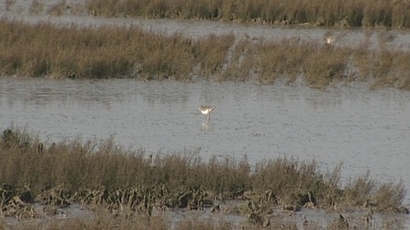 Wallasea Island in Essex