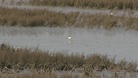 Wallasea Island in Essex