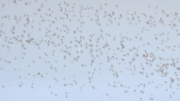 Birds in flight