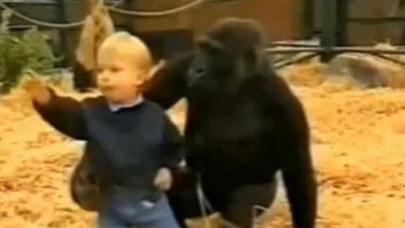 Tansy gorilla