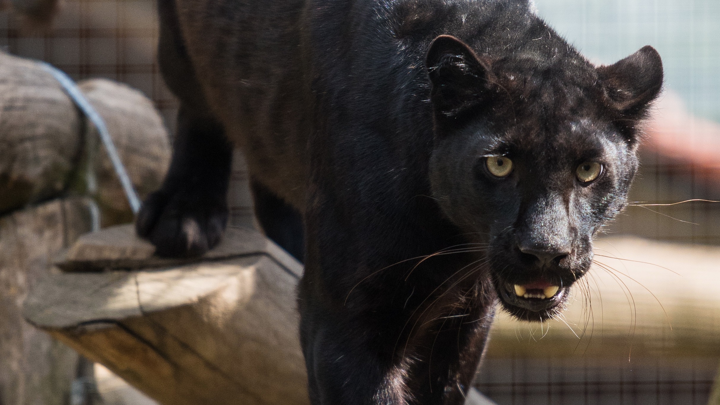 Reported sightings of 'black panther' in Ambleside and Kendal Border