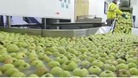 Apples