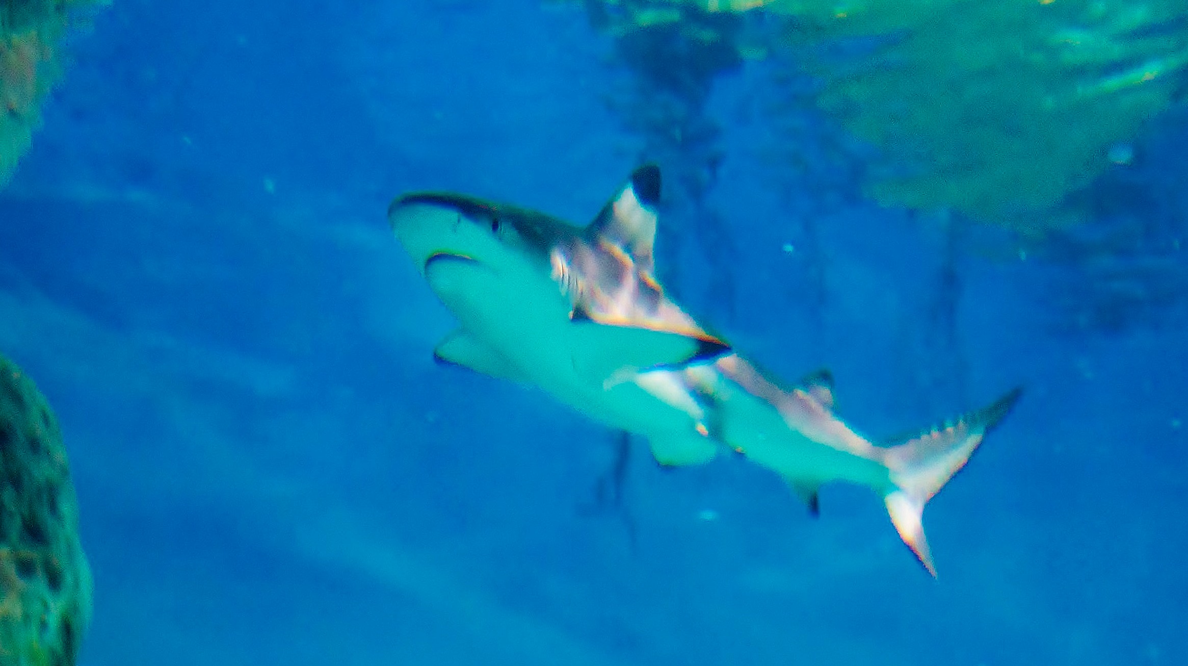 Sharks arrive in Tynemouth (it's ok though they're only in the