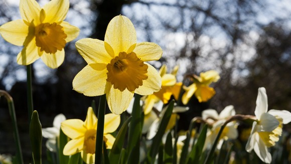 Daffodils taken in the Longthorpe area of Peterborough