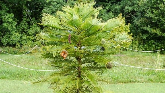 Wollemi pine