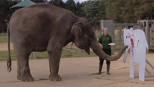 Karishma the elephant
