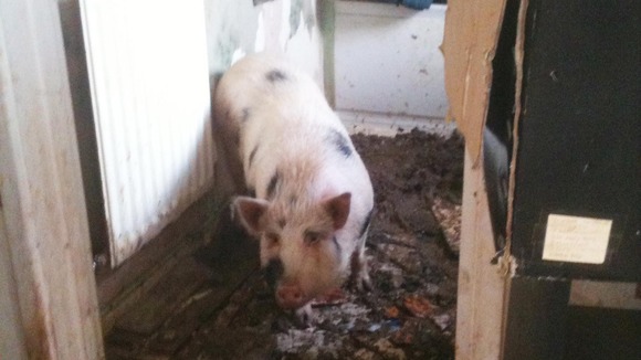 The pig lived in the council house for a year
