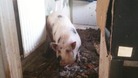 The pig lived in the council house for a year 