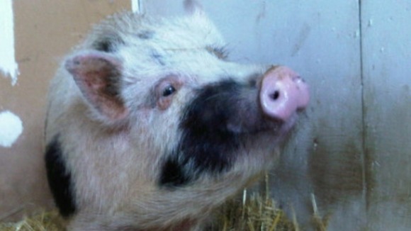 Derby County Council attempt to trace a tenant who caused thousands of pounds of damage to a house after keeping a pig inside the property