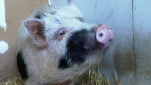 Derby County Council attempt to trace a tenant who caused thousands of pounds of damage to a house after keeping a pig inside the property