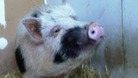 Derby County Council attempt to trace a tenant who caused thousands of pounds of damage to a house after keeping a pig inside the property