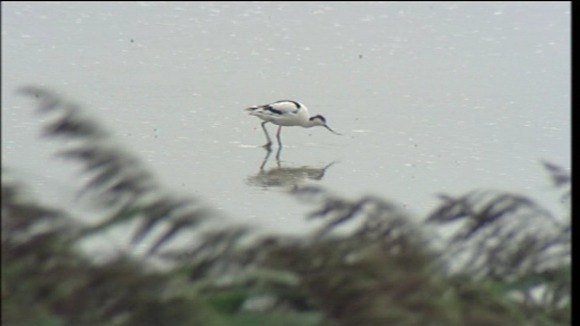 Salt marsh