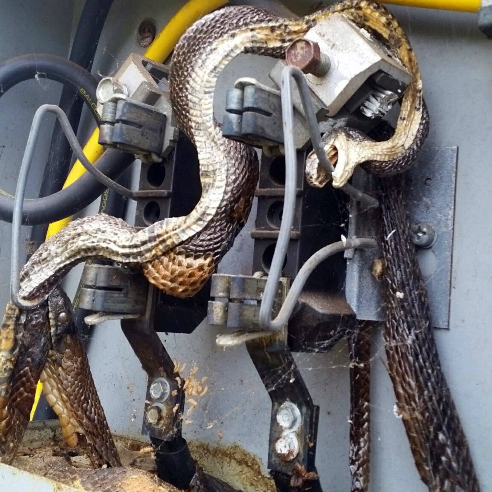 How Many Hearts Does A Snake Have? The Answer Might Shock You! - rmk0ag2