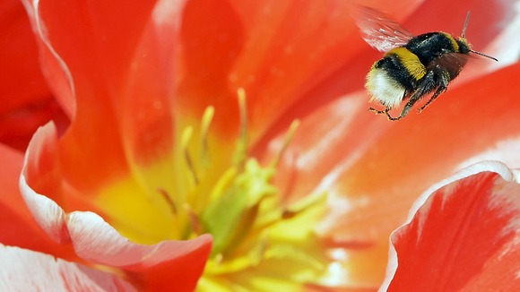 Anything but bumbling: Bee creates its own 'flight plans'
