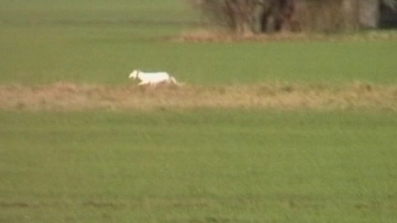 Hare coursing