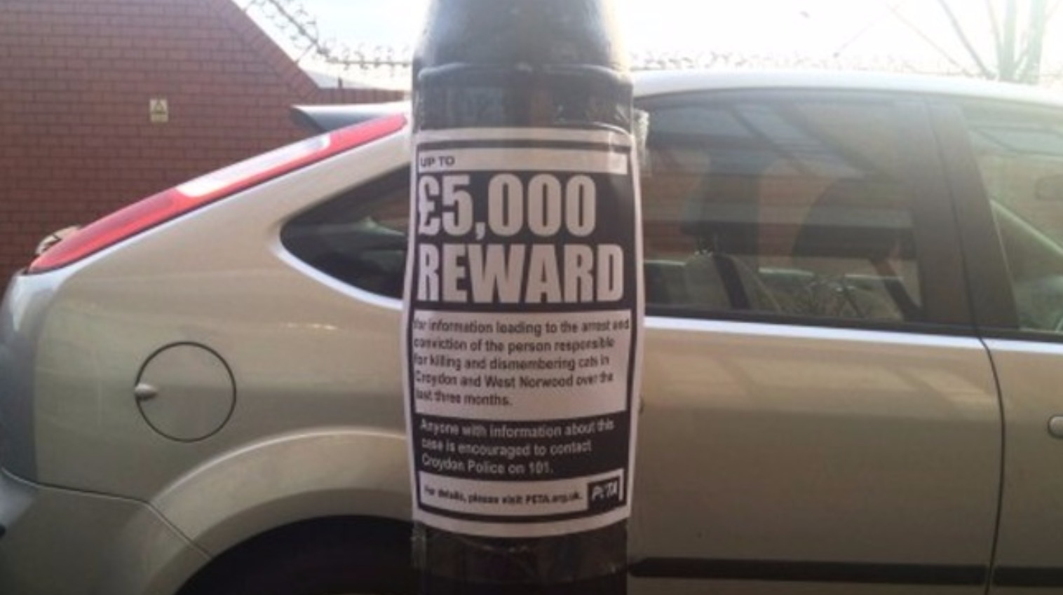 Croydon Cat Killer 'strikes again' with fresh decapitation - ITV News