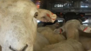 Sheep